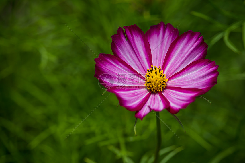 格桑花图片