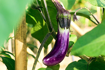 菜园里的紫色茄子背景图片
