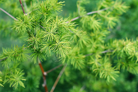 蓬莱松图片