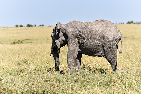 非洲象背景图片