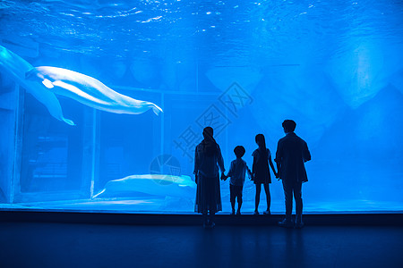 亲子互动剪影年轻家庭参观海洋馆背影背景
