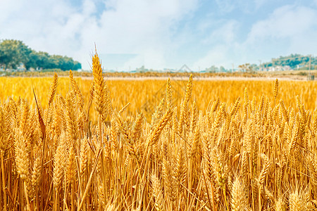农产品折页金黄的麦田背景
