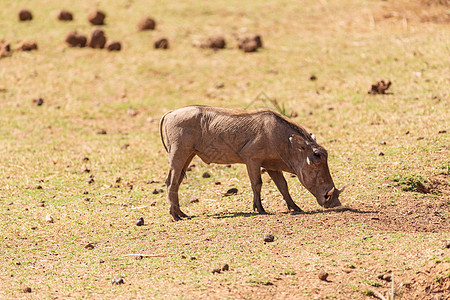 非洲野猪东非草原高清图片