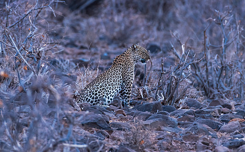 豹图片 豹素材 豹高清图片 摄图网图片下载