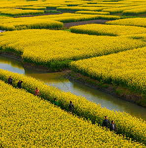 油菜花图片