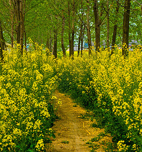 蓝天白云油菜花图片