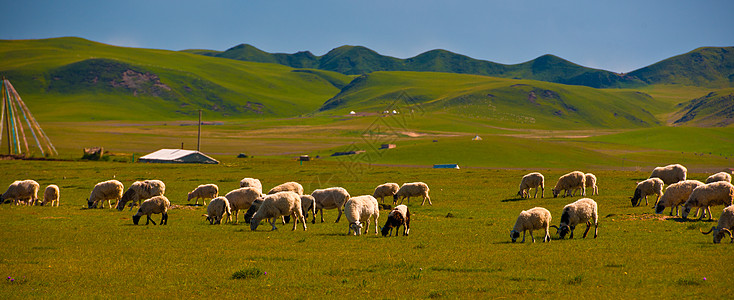 牛羊大草原上的丰收场景背景