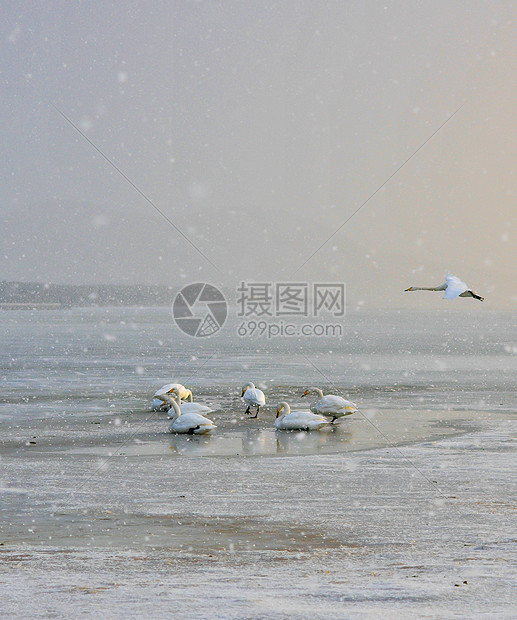 雪中洁白的天鹅图片