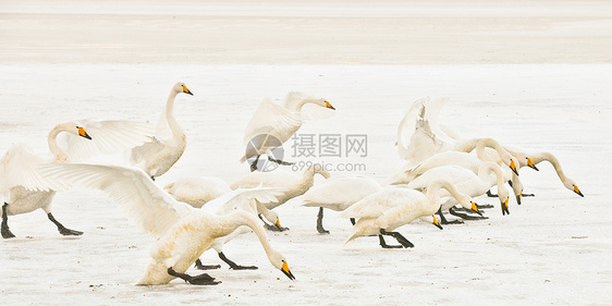 雪中洁白的天鹅图片