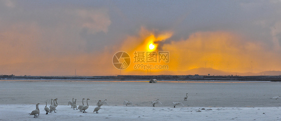 雪中洁白的天鹅图片