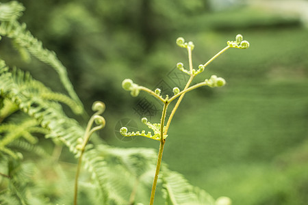 龙须草发芽图片