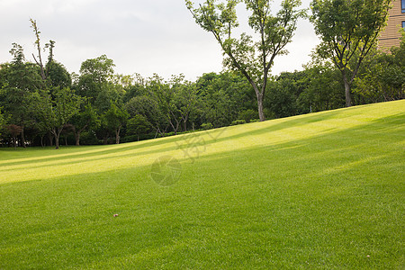 绿油油香蜂草阳光大草坪背景