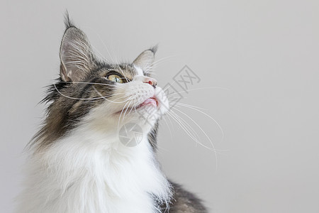 缅因猫照片 缅因猫背景 缅因猫摄影图片下载 摄图网