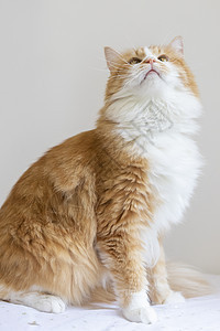 橘猫背景图片