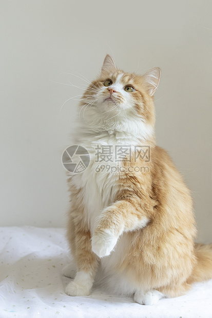 橘猫高清图片下载-正版图片501358165-摄图网