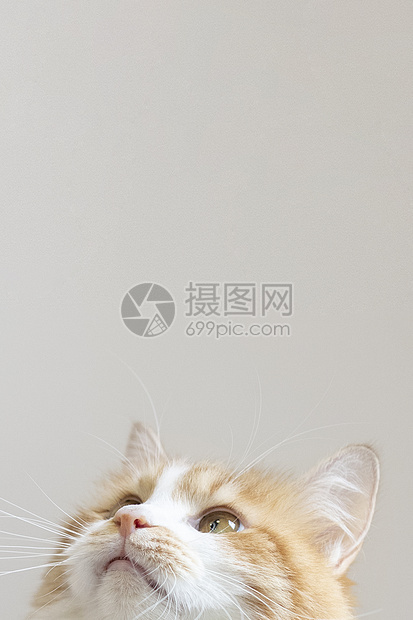 橘猫图片