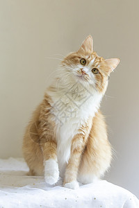 橘猫可爱动物壁纸高清图片