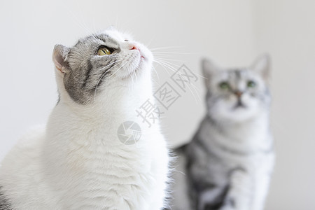 猫两只猫咪高清图片