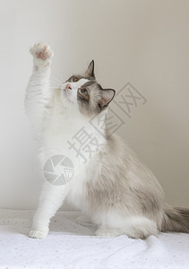 布偶猫可爱动物壁纸高清图片
