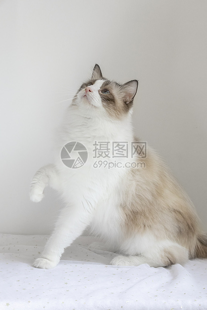 布偶猫图片