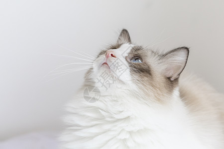 布偶猫可爱动物头像高清图片