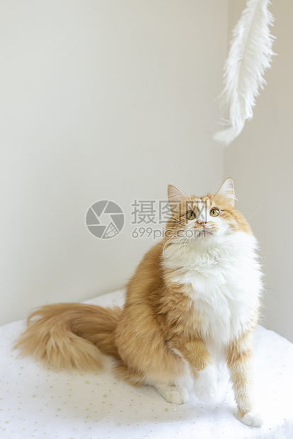 橘猫图片