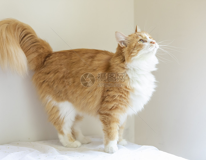 橘猫高清图片下载-正版图片501358233-摄图网