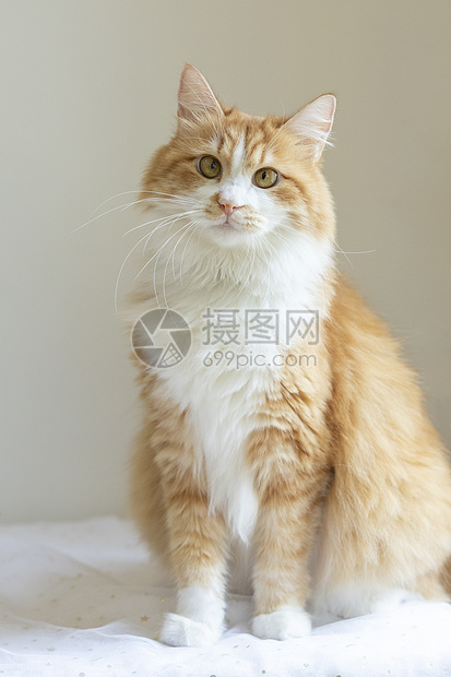 橘猫高清图片下载-正版图片501358234-摄图网