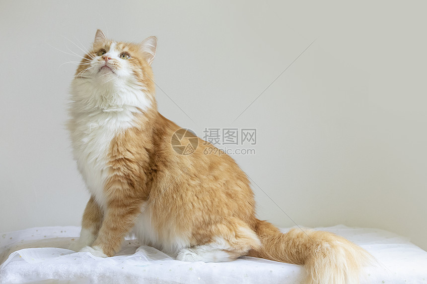 橘猫高清图片下载-正版图片501358235-摄图网