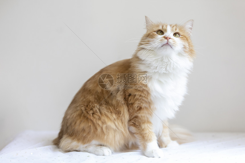 橘猫高清图片下载-正版图片501358241-摄图网