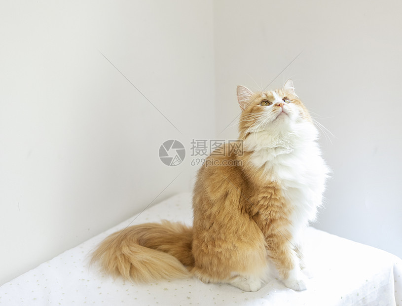 橘猫高清图片下载-正版图片501358244-摄图网