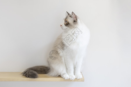 布偶猫可爱动物壁纸高清图片