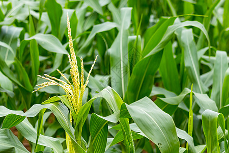 玉米幼苗抽穗背景图片