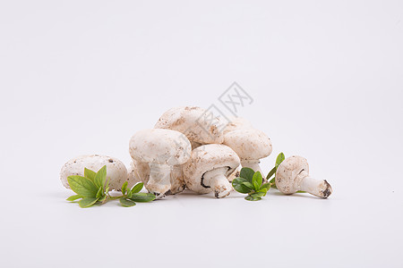 蘑菇背景白蘑菇高清图片