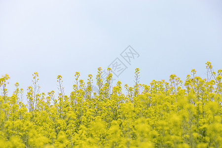 安徽油菜花图片