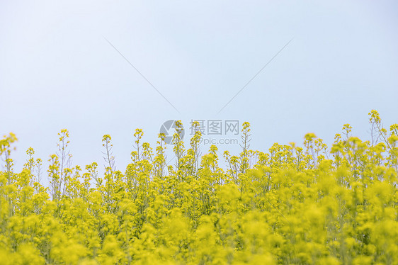 安徽油菜花图片