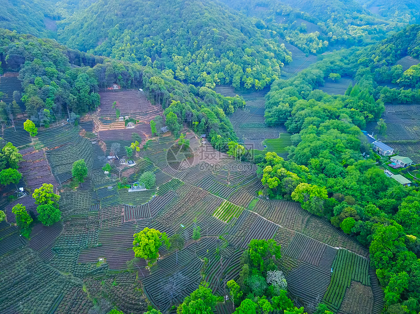 航拍龙井茶园图片