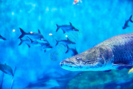 水族馆鱼海底鱼群背景