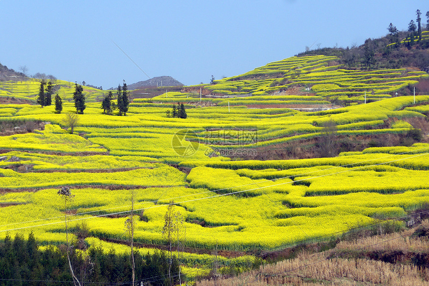 油菜花图片