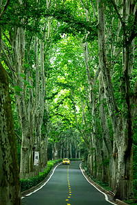 南京中山植物园路背景