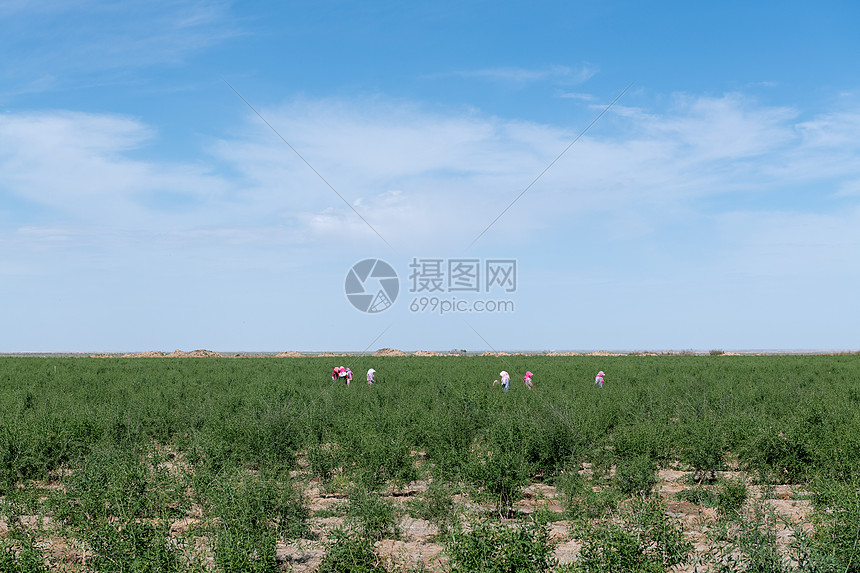 菜农采集枸杞图片