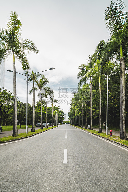 深圳大学椰子行道树图片