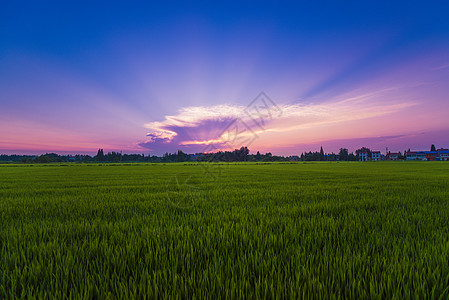 水稻秧苗农田全景风光背景