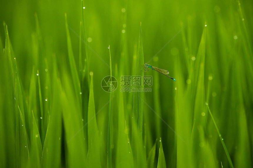 农田水稻上的蜻蜓特写图片