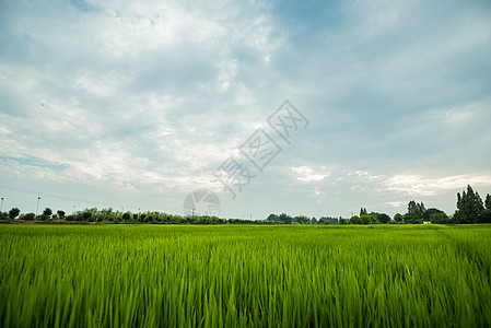 水稻秧苗农田全景风光背景