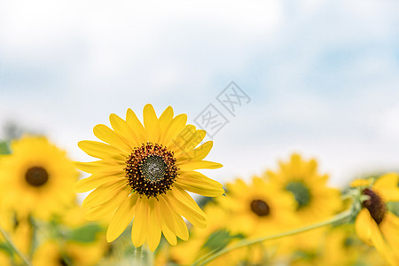 向日葵葵花花朵高清图片