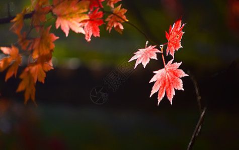 红色叶子秋天的枫叶背景