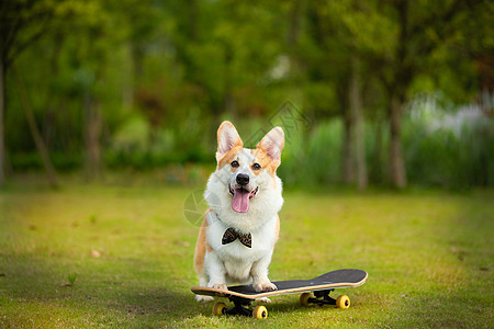 草地上的狗狗可爱萌宠柯基玩滑板背景