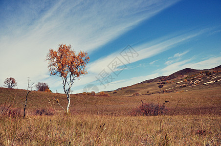 草原上一棵树图片