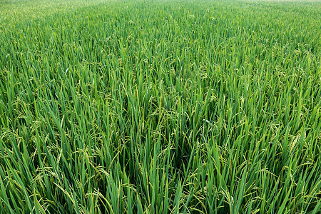 水稻田园抽芽高清图片